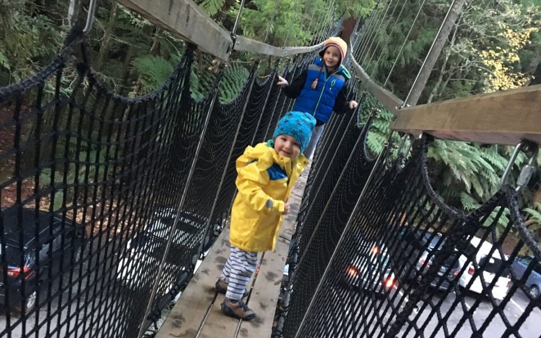 Redwood Forest Tree Walk