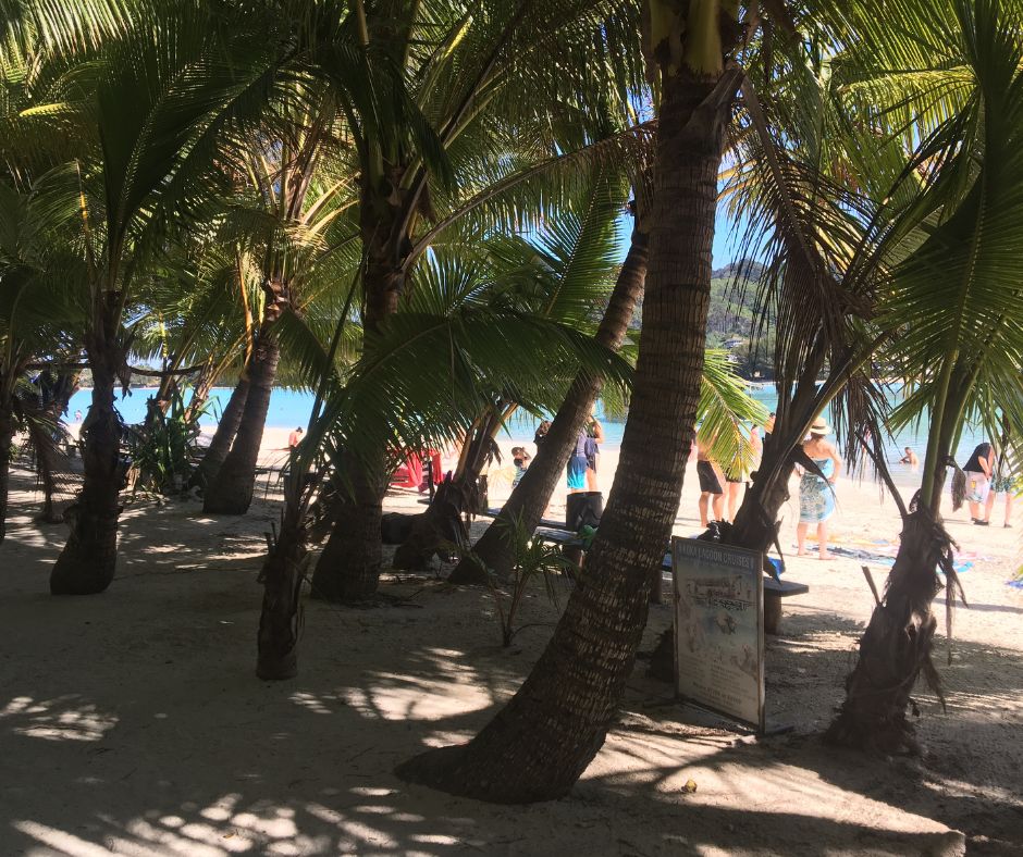 Looking through the palm trees at Kokomuri island and across Muri lagoon