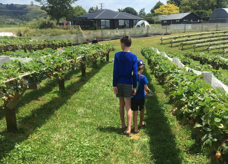 Best Berry Farms: Tauranga to Whakatane