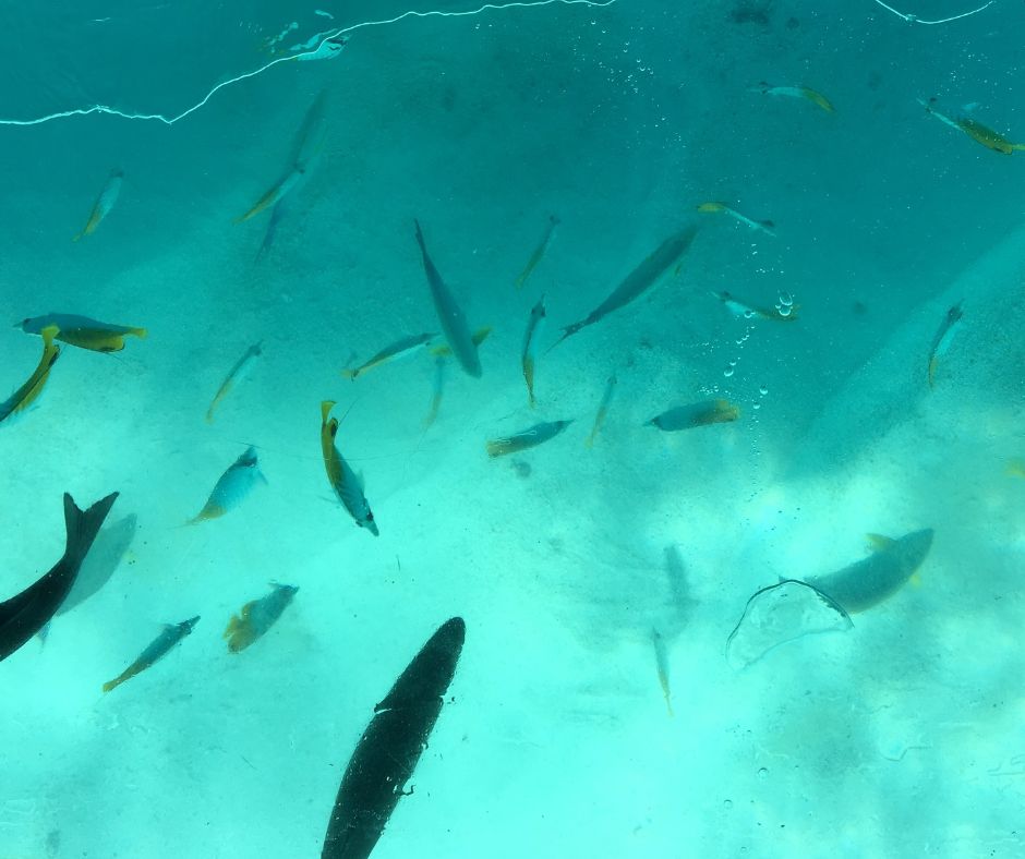 Look through the glass bottom as the fish swim around the Koka Lagoon cruise boat