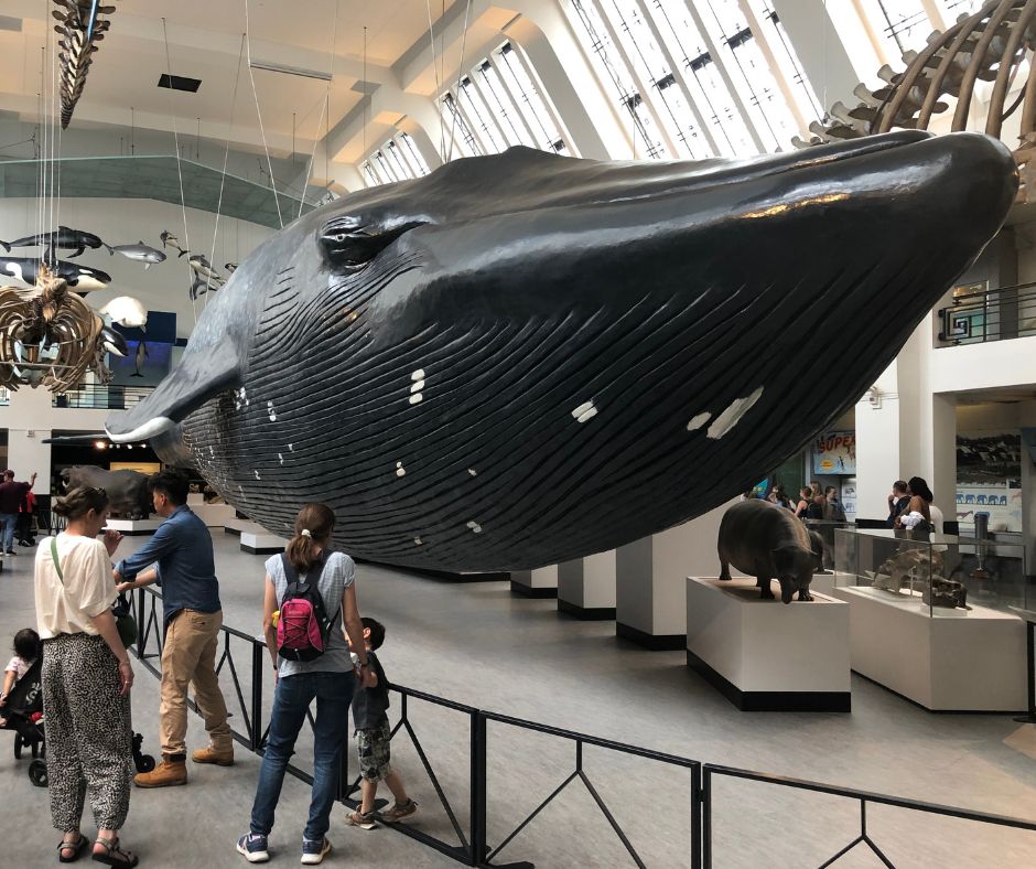 A massive Blue Whale hanging from the ceiling