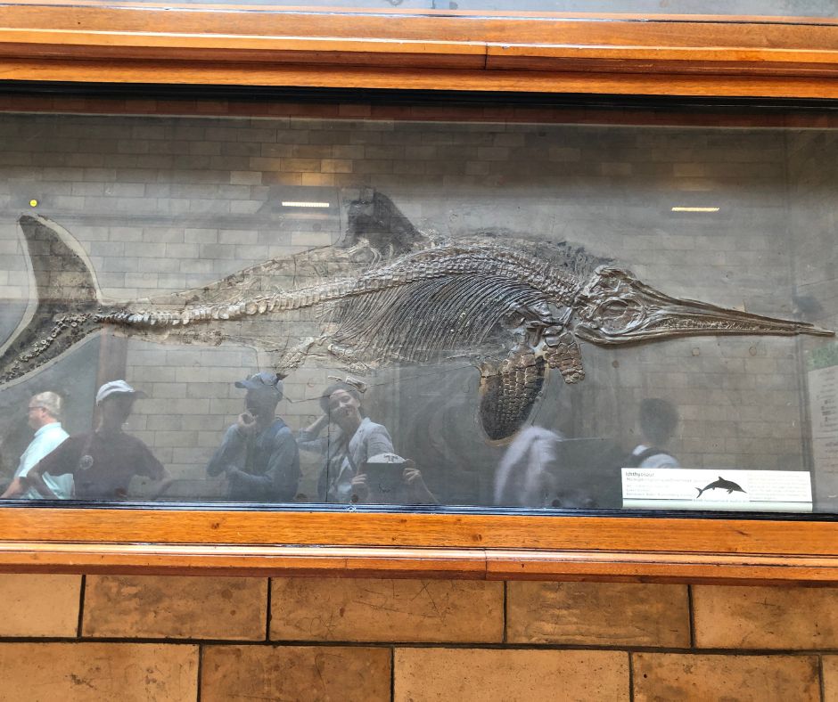 Tate taking a photo of the Ichthyosaur fossil