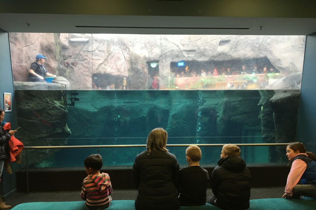Watching the penguins at feeding time